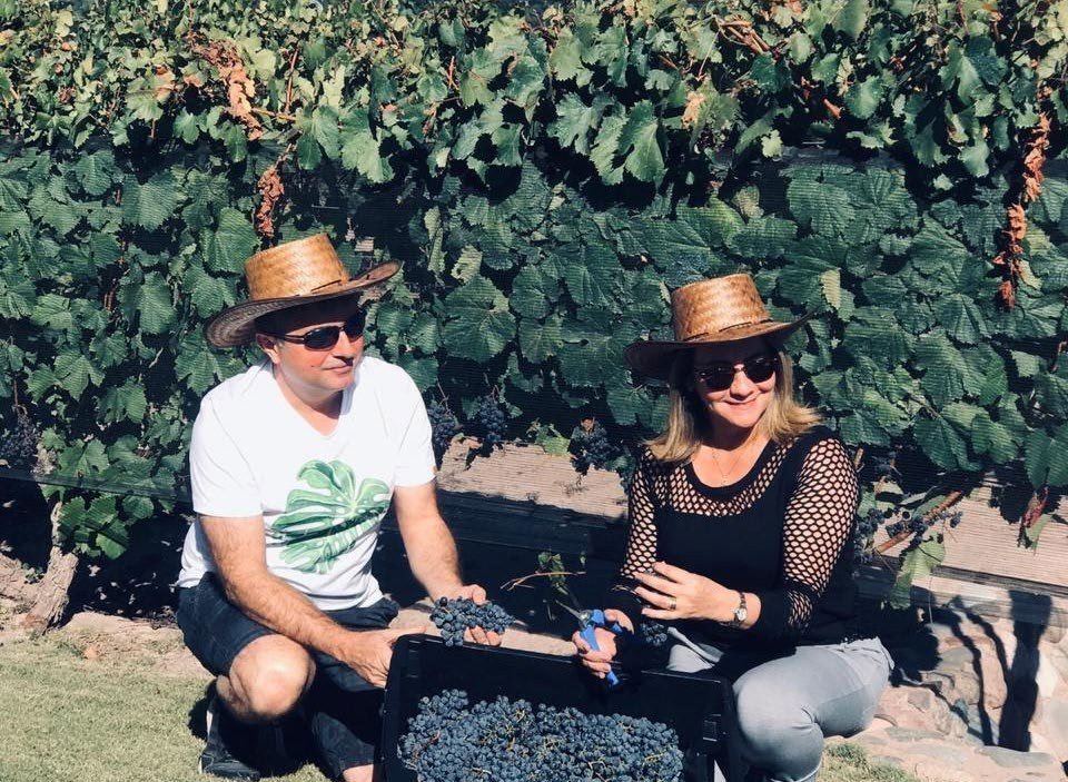 Cosecha de Malbec en un viñedo de Luján de Cuyo